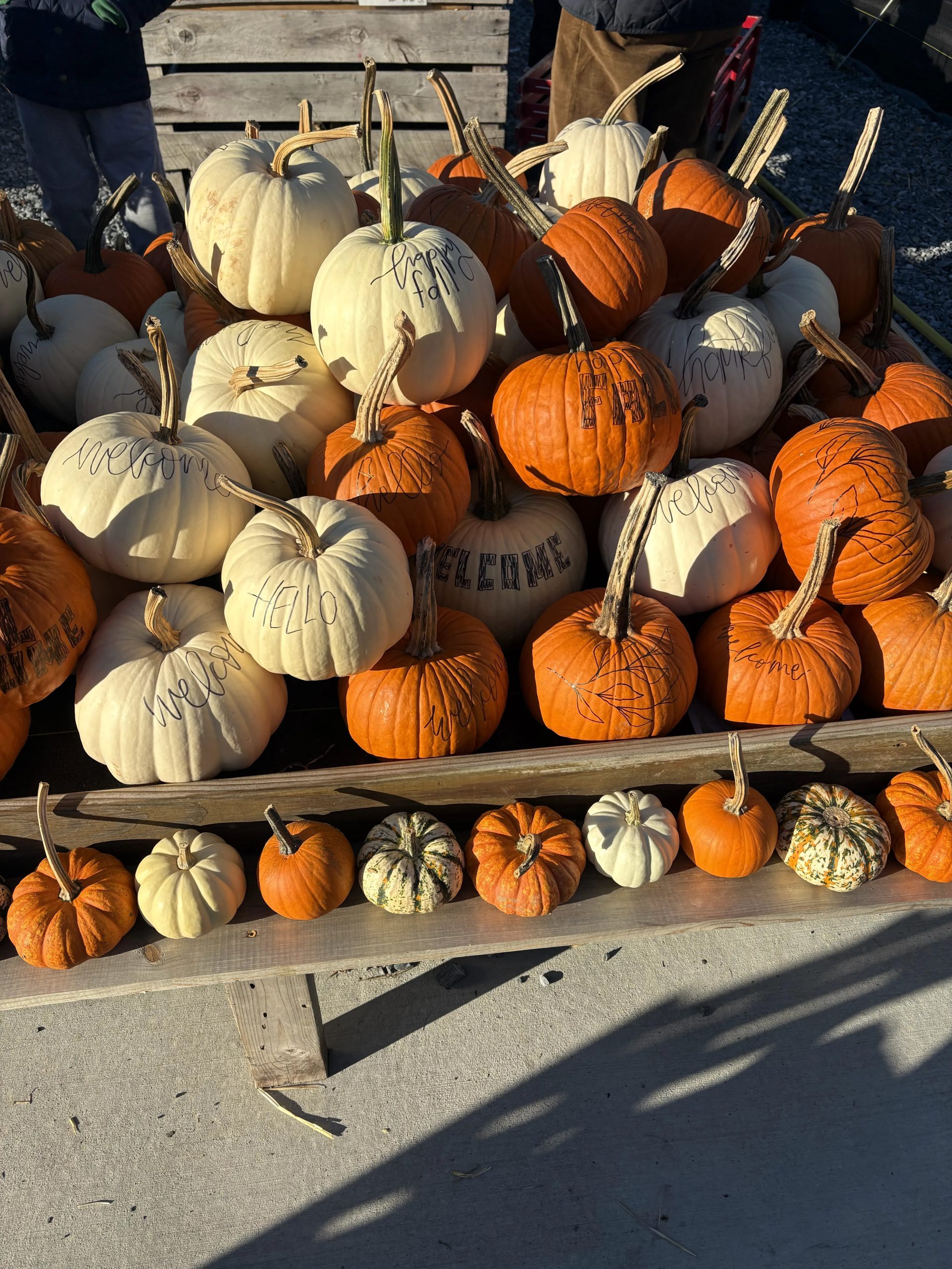 Pumpkin Patch, pumpkins with design